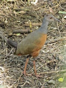 ChiricoteJ/Gray-necked Wood-RailJ ChiricoteJ/Gray-necked Wood-RailJ