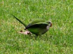 Cotorra/Monk Parakeet Cotorra/Monk Parakeet