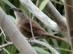 espinero-pecho-manchadoJ/Freckle-breasted ThornbirdJ espinero-pecho-manchadoJ/Freckle-breasted ThornbirdJ