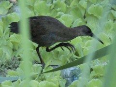 Gallineta comúnJ/Plumbeous RailJ Gallineta comúnJ/Plumbeous RailJ