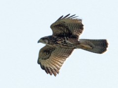 Gavilán mixtoJ/Harris's HawkJ Gavilán mixtoJ/Harris's HawkJ