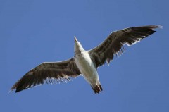 Gaviota cocineraJ/Kelp GullJ Gaviota cocineraJ/Kelp GullJ