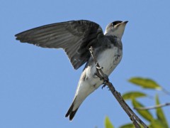 Golondrina pardaJ/Brown-chested MartinJ Golondrina pardaJ/Brown-chested MartinJ