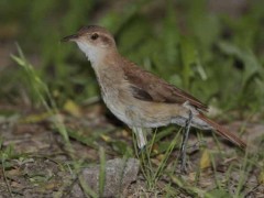 HorneroJ/Rufous HorneroJ HorneroJ/Rufous HorneroJ
