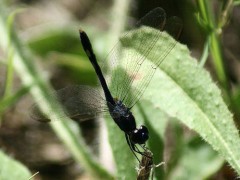 Libélula/Damselfly Libélula/Damselfly