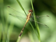 Libélula/Damselfly Libélula/Damselfly