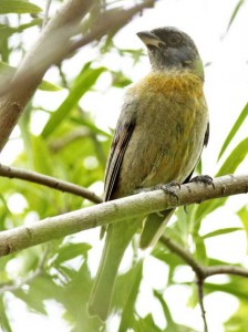 NaranjeroJ/Blue-and-yellow TanagerJ NaranjeroJ/Blue-and-yellow TanagerJ