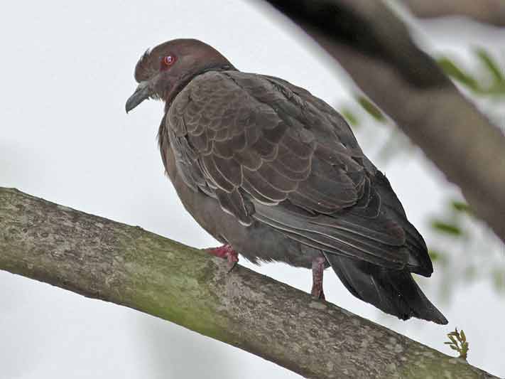 Paloma picazuró/Picazuro Pigeon Paloma picazuró/Picazuro Pigeon