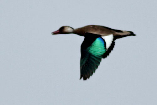Pato cutiríM/Brzilian DuckM Pato cutiríM/Brzilian DuckM