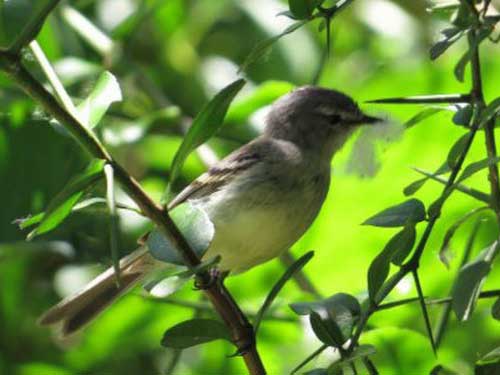 Piojito común/White-crested Tyrannulet Piojito común/White-crested Tyrannulet