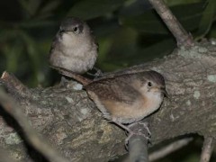 Ratona comúnJ/Wren HouseJ Ratona comúnJ/Wren HouseJ