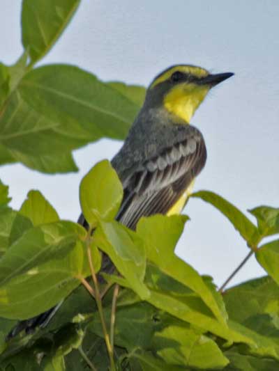 Suirirí amarillo/Yellow-browed Tyrant Suirirí amarillo/Yellow-browed Tyrant
