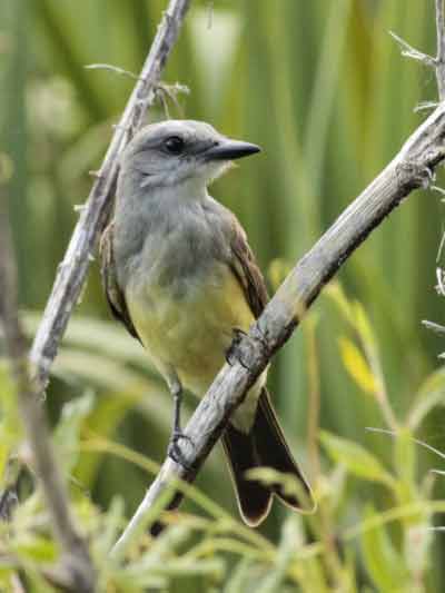 Suirirí rea/Tropical Kingbird Suirirí rea/Tropical Kingbird