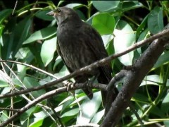 Tordo renegrido/Shiny Cowbird Tordo renegrido/Shiny Cowbird