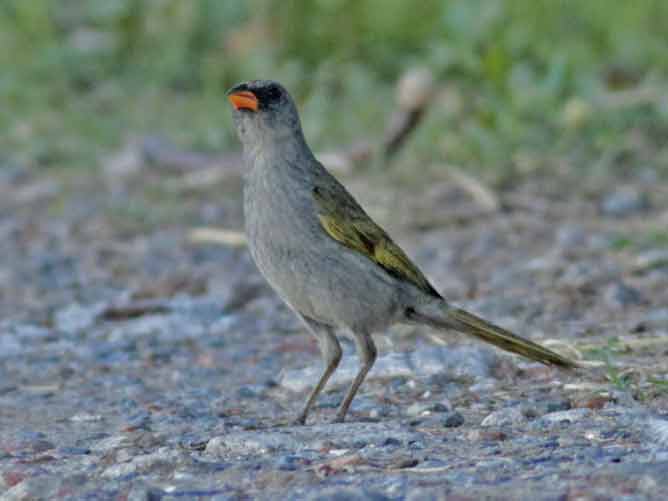 Verdón/Great Pampa-Finch Verdón/Great Pampa-Finch