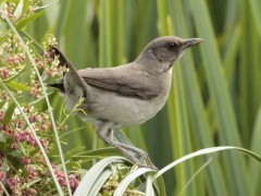Zorzal chalchaleroJ/Creamy-bellied ThrushJ Zorzal chalchaleroJ/Creamy-bellied ThrushJ