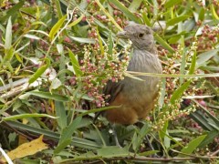 Zorzal coloradoJ/Ru7fous-bellied ThrushJ Zorzal coloradoJ/Rufous-bellied ThrushJ