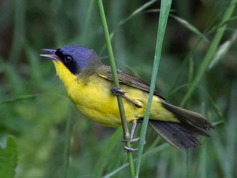 Arañero cara negraM/Masked YellowthroatM Arañero cara negraM/Masked YellowthroatM