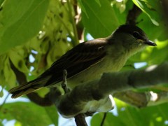 Anambé comúnJ/White-winged BecardJ Anambé comúnJ/White-winged BecardJ
