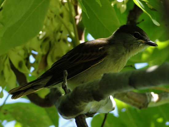 Anambé comúnJ/White-winged BecardJ Anambé comúnJ/White-winged BecardJ