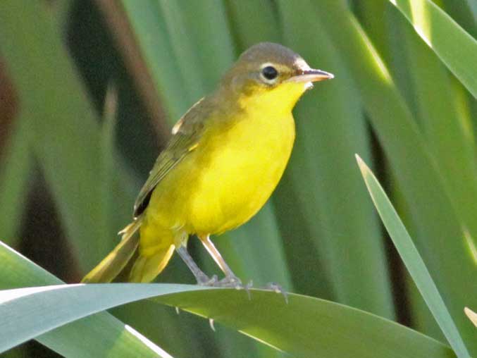 Arañero cara negraH/Masked YellowthroatF Arañero cara negraH/Masked YellowthroatF