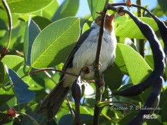 CardenillaJ/Yellow-billed CardinalJ CardenillaJ/Yellow-billed CardinalJ