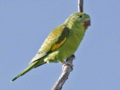 Catita chirirí/Yellow-chevroned Parakeet Catita chirirí/Yellow-chevroned Parakeet
