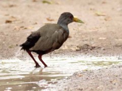 Chiricote/Gray-necked Wood-Rail Chiricote/Gray-necked Wood-Rail