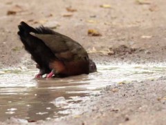 Chiricote/Gray-necked Wood-Rail Chiricote/Gray-necked Wood-Rail
