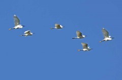 Garcita blanca/Snowy Egret Garcita blanca/Snowy Egret