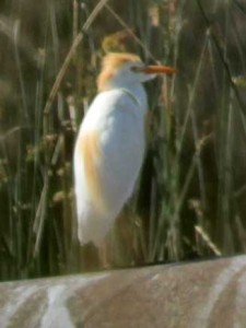 Garcita bueyera/Cattle Egret Garcita bueyera/Cattle Egret