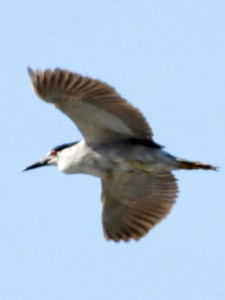 Garza bruja/Black-crowned Night-Heron Garza bruja/Black-crowned Night-Heron