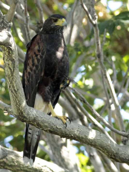 Gavilán mixto/Harris's Hawk Gavilán mixto/Harris's Hawk