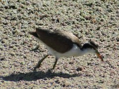 JacanaJ/Wattled JacanaJ JacanaJ/Wattled JacanaJ