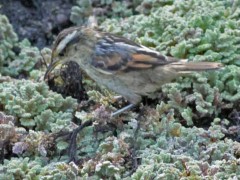 Junquero/Wren-like Rushbird Junquero/Wren-like Rushbird
