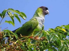 Ñanday/Black-hooded Parakeet Ñanday/Black-hooded Parakeet