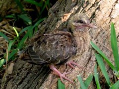 Paloma picazuróJ/Picazuro PigeonJ Paloma picazuróJ/Picazuro PigeonJ