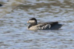 Pato capuchino/Silver Teal Pato capuchino/Silver Teal