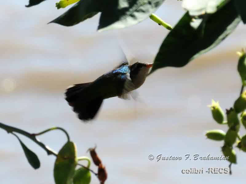 Picaflor comúnH/glittering-bellied EmeraldF Picaflor comúnH/glittering-bellied EmeraldF