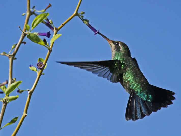 Picaflor comúnH/Glittering-bellied EmeraldF Picaflor comúnH/Glittering-bellied EmeraldF