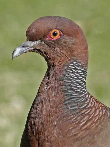 Paloma picazuró/Picazuro Pigeon Paloma picazuró/Picazuro Pigeon