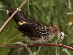 PirinchoJ/Guira CuckooJ PirinchoJ/Guira CuckooJ