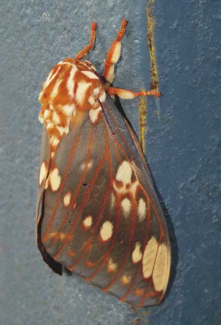 Polilla de la calavera/Citheronia Polilla de la calavera/Citheronia