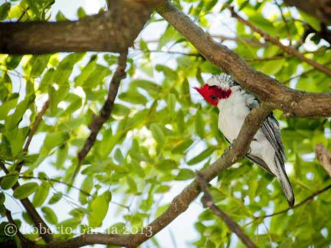 Cardenal común/Red-crested Cardinal Cardenal común/Red-crested Cardinal