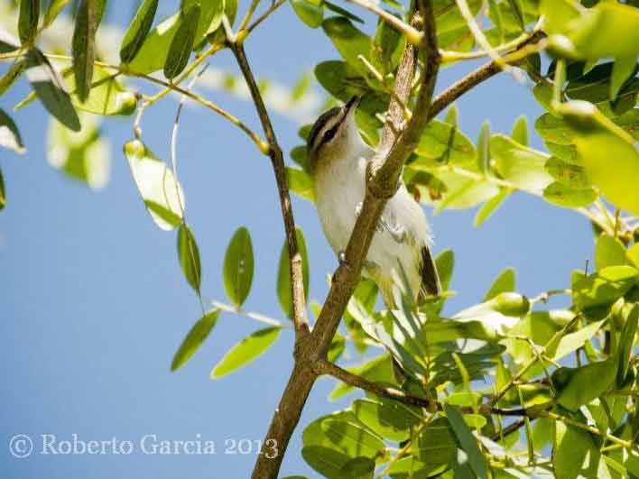 Chiví común/Red-eyed Vireo Chiví común/Red-eyed Vireo