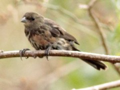 SietevestidosJ/Black-and-rufous Warbling-FinchJ SietevestidosJ/Black-and-rufous Warbling-FinchJ