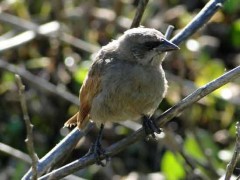Tordo músicoJ/Bay-winged CowbirdJ Tordo músicoJ/Bay-winged CowbirdJ