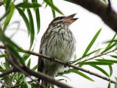 Benteveo rayado/Streaked Flycatcher Benteveo rayado/Streaked Flycatcher