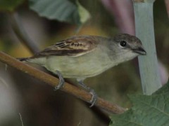 Anambé comúnH/White-winged BecardF Anambé comúnH/White-winged BecardF