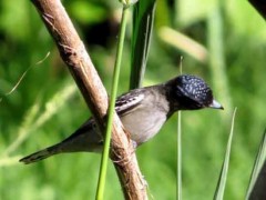 Anambé común/White-winged Becard Anambé común/White-winged Becard